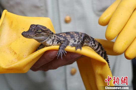 �����߷����399�����������������10����