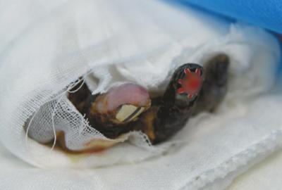 ���Ĵ󲿷ֵ���ָ���ٽ�ָ��